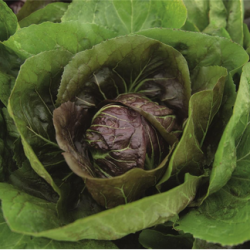 Cykoria Raffaello 10 000 nasion pellets st